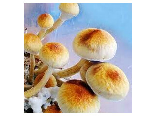 Microdose Magic Mushroom