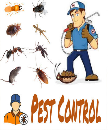 find-the-unique-alternative-sterilization-techniques-for-pest-control-services-in-delhi-big-0