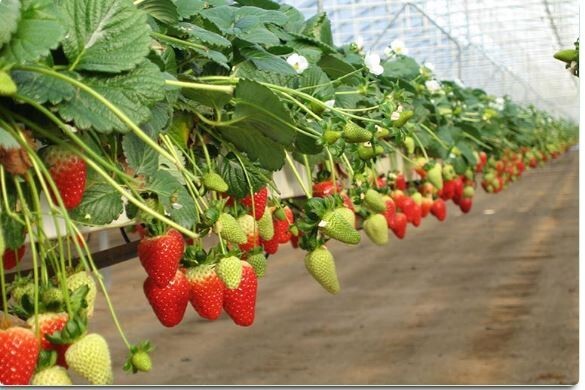 riococo-introduced-blumix-for-growing-strawberries-in-coco-coir-big-0