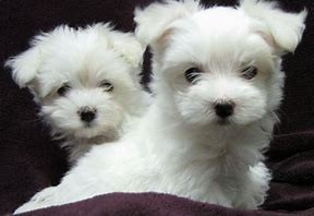 priceless-white-maltese-puppy-big-0