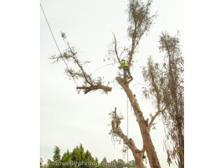 Tree Removal in Sacramento