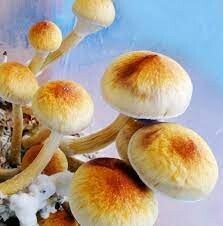 magic-mushrooms-for-sale-online-big-0