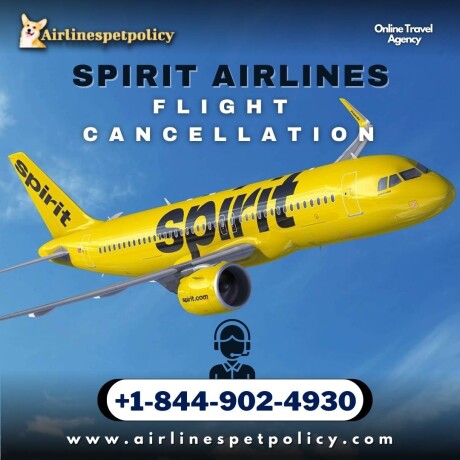 how-to-cancel-spirit-flight-policy-refund-process-fees-big-0